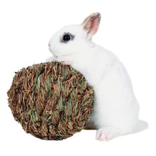 Small Pet Toys and Related Pet Accessories