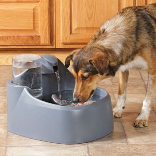 Top Paw™ Water Fountain for Dogs   New Puppy Center   Dog