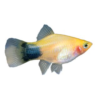 Mickey Mouse Platy   Tropical   Fish