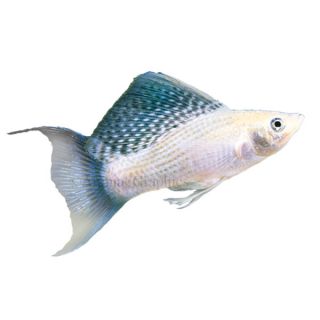 Silver Lyretail Molly   Tropical   Fish