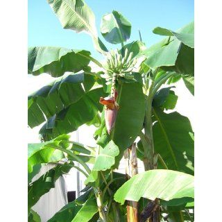 Seedeo Große Schneebanane (Ensete glaucum syn. Ensete wilsonii) 10