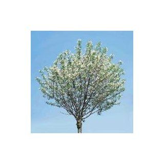 Kugel Steppenkirsche/Prunus fruticosa Globosa CAC Garten