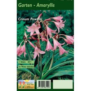 amaryllis   Blumen & Pflanzen Garten