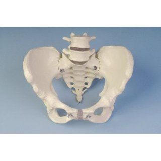 Anatomie Modell   Künstliche Skelette und Modelle   Wirbelsäulen