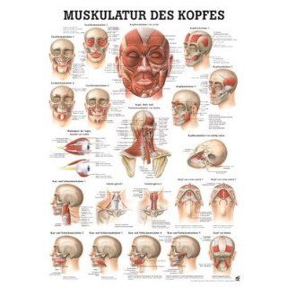 Anatomie Poster   Kopfmuskulatur, Tafel 50 x 70 cm