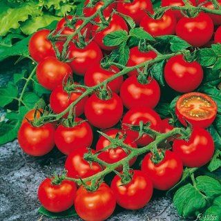 Veredelte Cherry Tomate Dolce Vita Garten