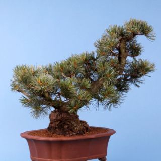 Bonsai   Pinus Parviflora, Japanische Mädchenkiefer, 137/13