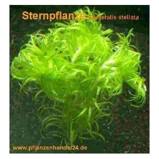 Bund Sternpflanze, Eusteralis stellata, Aquarium 