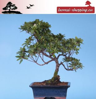 Bonsai   Japanische Azalee, Rhododendron indicum, 143/34