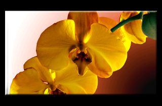 Orchidee Bild auf Leinwand mit Keilrahmen Bilder Natur