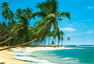 Fototapete SÜDSEE 366x254 Strand Palmen Karibik Insel Pazifik Tropen