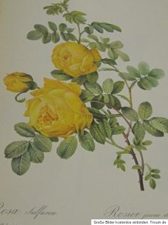 Die schönsten Rosen von Redoute   29 Wunderschöne Rosenmalereien