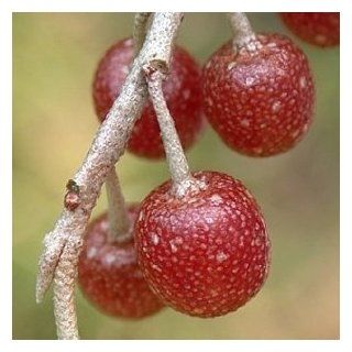 Korallen Ölweide   Elaeagnus umbellata 10K Garten