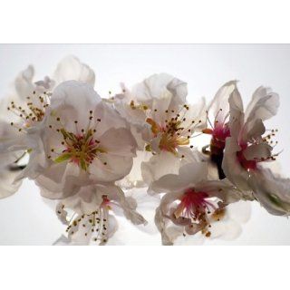 Kirschblüte Blume weiß Foto 360 cm x 270 cm Baumarkt
