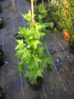 Liquidambar Slender Silhouette, Säulenamberbaum 140cm