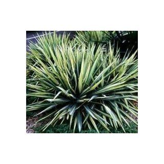Palmlilie Bright Edge/Yucca filamentosa Garten