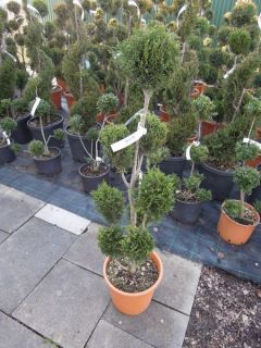 Cupressus leylandii PonPon, Pon Pon 120 125cm, Gartenbonsai