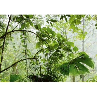 Fototapete Dschungel Pflanzen   Größe 366 x 254 cm, 8 teilig