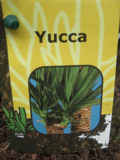 Yucca Elephantipes, 3er Tuff, 140cm Yuccapalme Palme Zimmerplame