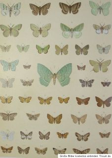 1908 10 Schmetterlinge 95 Chromolithos Europas Butterflies Lepidoptera