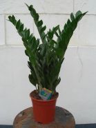 große Zamioculcas Zamiifolia, Sansibarfarn 100cm