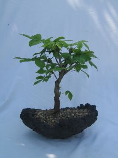 rk Bonsai Aesculus hippocastanum, Kastanie (01911)