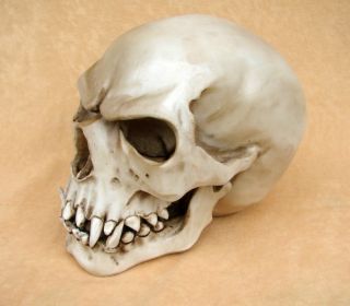 Orc Schädel Markus Mayer Totenkopf Skull Gothic NEU TOP
