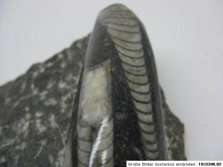 ,Orthocerasplatte,ca.12x14cm,Fossilien,Mineralien,Edelstein,0,8kg/763