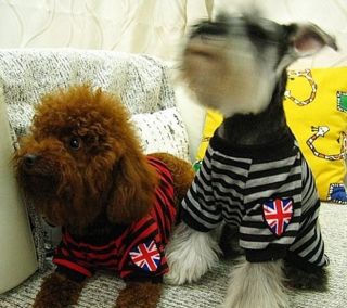 Hundepullover Hundeshirt UK PUNK DOG S XL Pullover Shirt Chihuahua