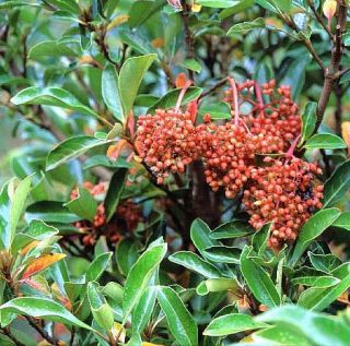 Viburnum odoratissimum variation Awabuki   Immergrüner Schneeball