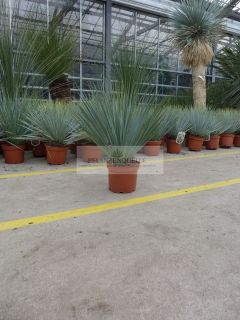 Yucca rostrata 50 cm sehr winterhart   18 °C , Pflegeleicht Palme