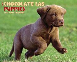 Chocolate Lab Puppies 2011 Calendar (Calendar)