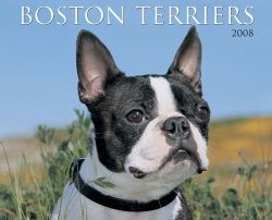 Just Boston Terriers 2008 Calendar
