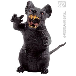 rat noir souple enragé, très représentatif, mesurant environ 35