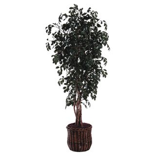 Sakaki Ficus Executive 6 foot Silk/ Polyester Decorative Plant