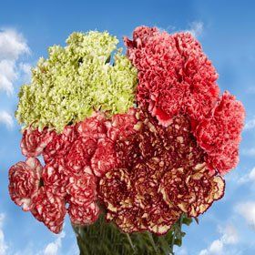 Novelty Color Carnations Long 300 Grocery & Gourmet Food