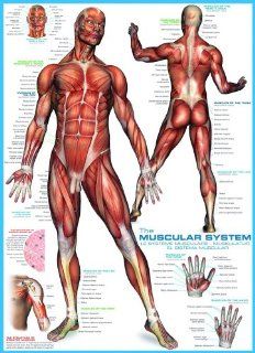 Muscular System 1000 Piece Puzzle Toys & Games