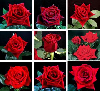 Growers Choice 40 cm Red Roses (125 Stems)